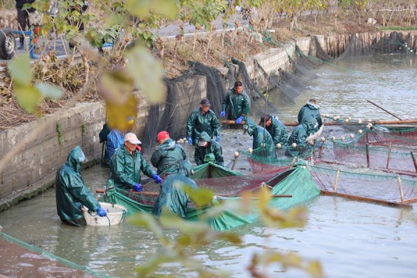 银鳞跃出丰充年，南浔千年桑基鱼塘开捕